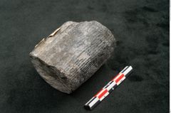 Foto (Seitenansicht) von Calamites communis Ettingshausen (NHMW-GEO-2024-0188-10962)